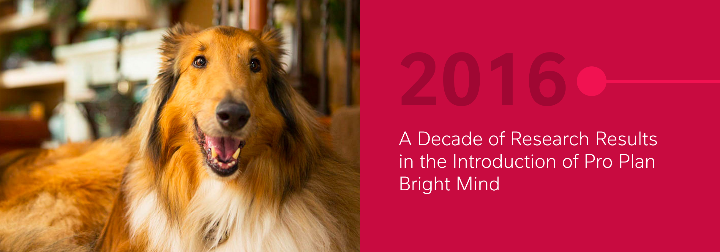 Collie dog with long fur sits indoors, next to a pink graphic with text about research in 2016.