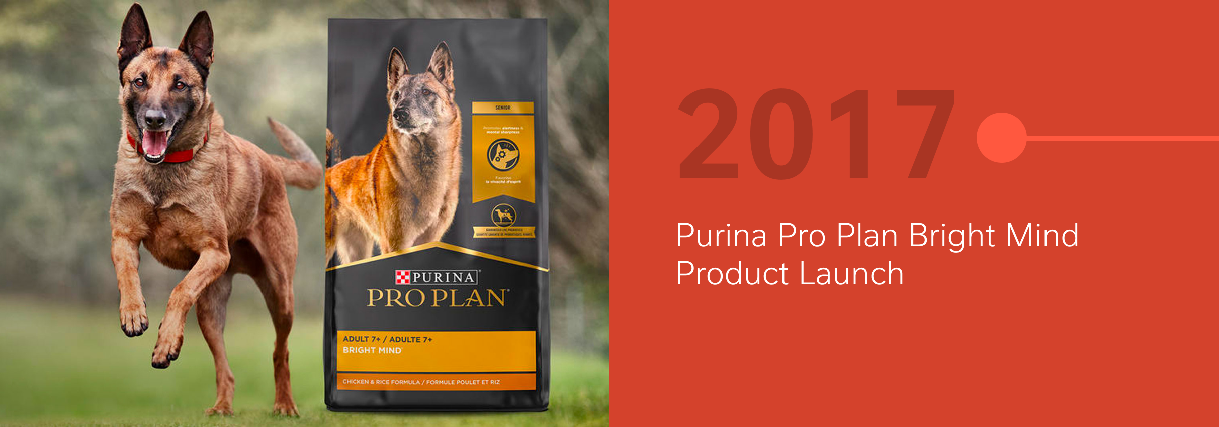 Happy brown dog running next to a bag of Purina Pro Plan Bright Mind dog food.