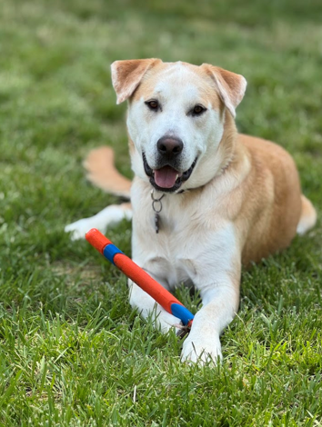 A light brown and white dog lying on grass, holding a red and blue toy stick with its front paws.