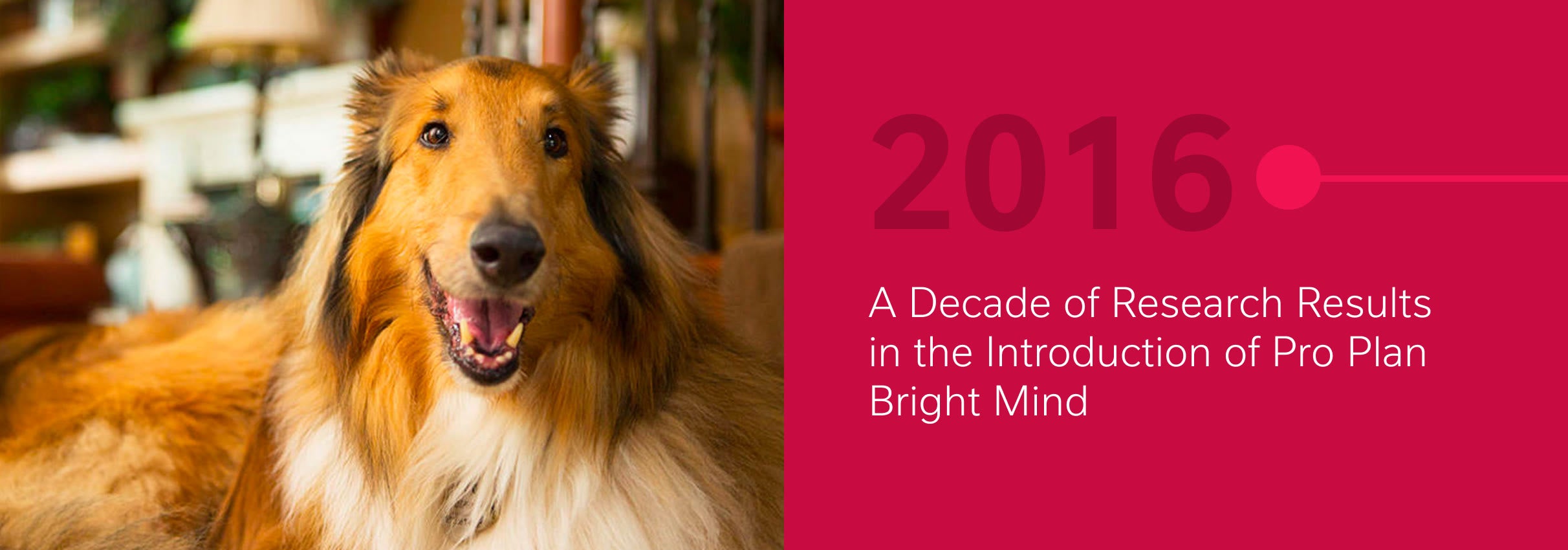 Happy collie dog sitting indoors next to a pink panel displaying text about 2016 research results.