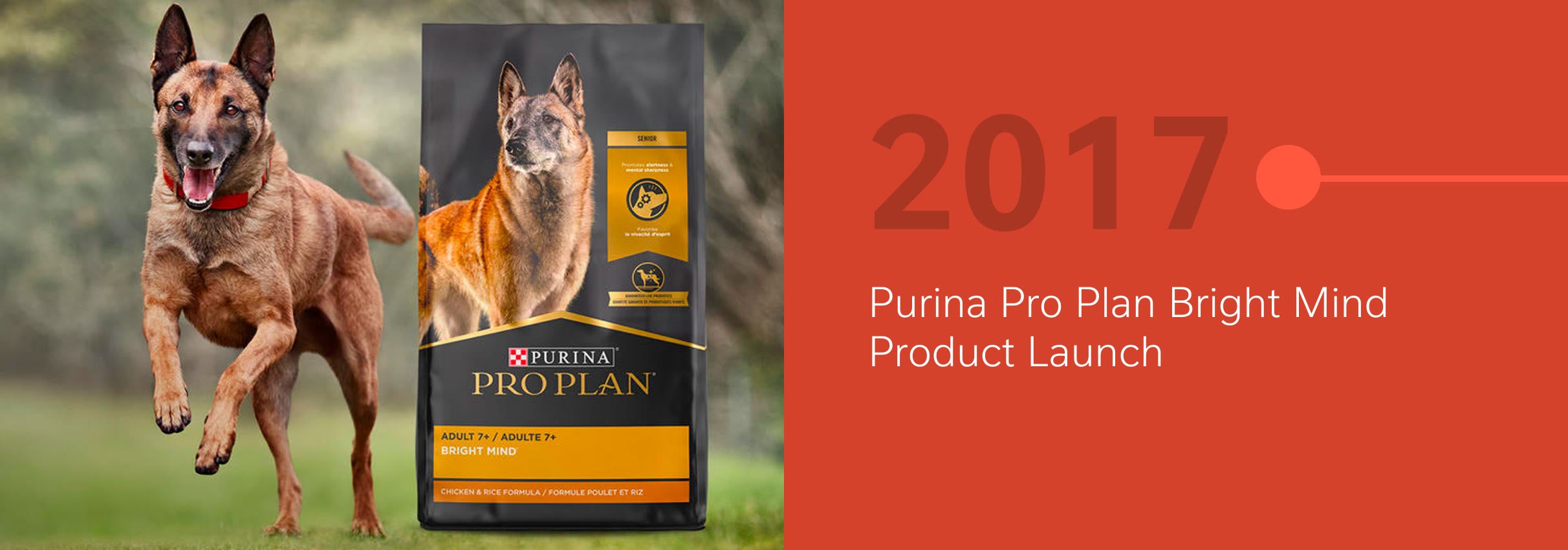 A happy dog next to a large Purina Pro Plan Bright Mind dog food bag, 2017 product launch.