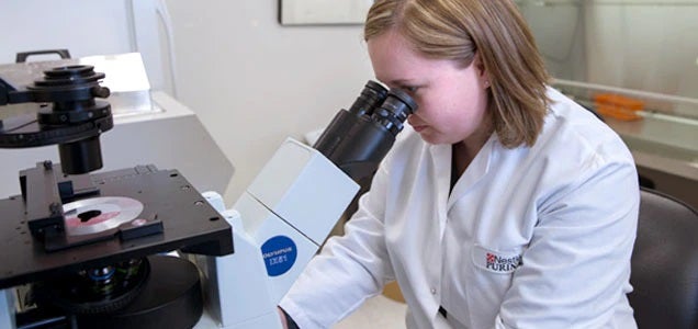 Nestlé employee looking through a microscope