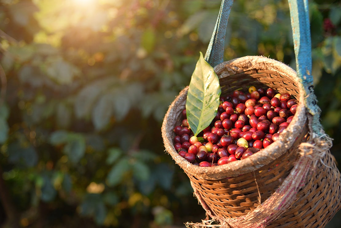 Bag of unroasted coffee beans