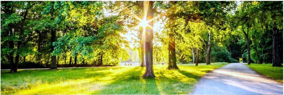 Park with sun shining through the trees