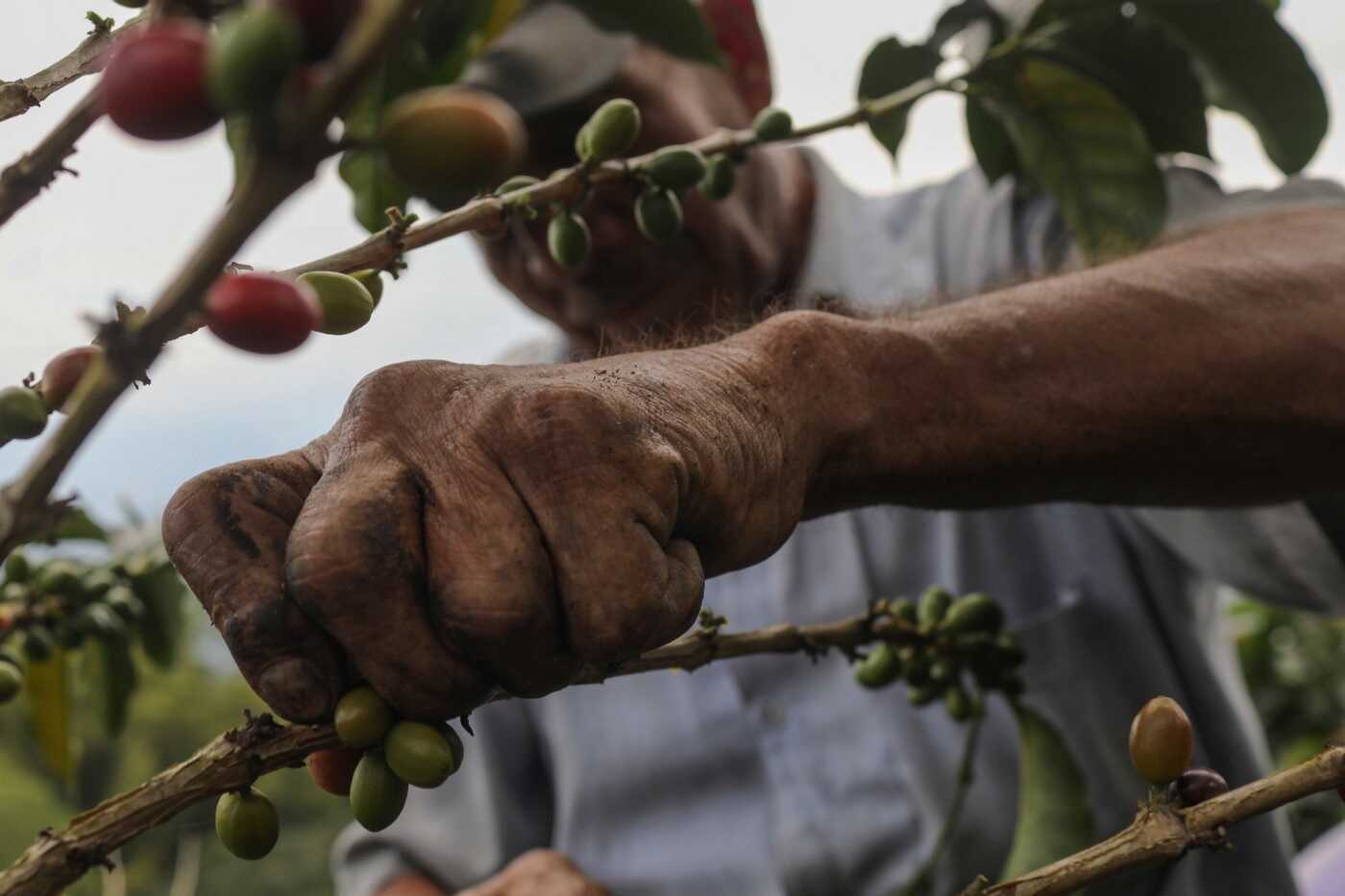 Coffee harvester picking coffee cherries