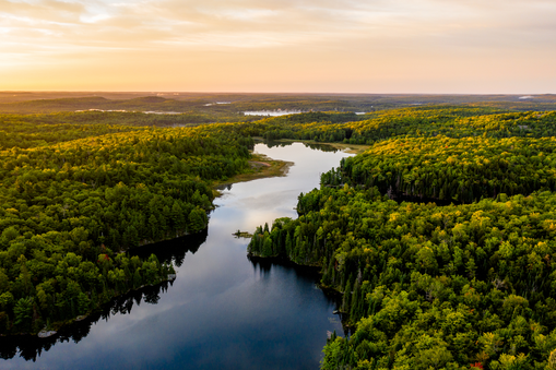Forest of trees divided by a river