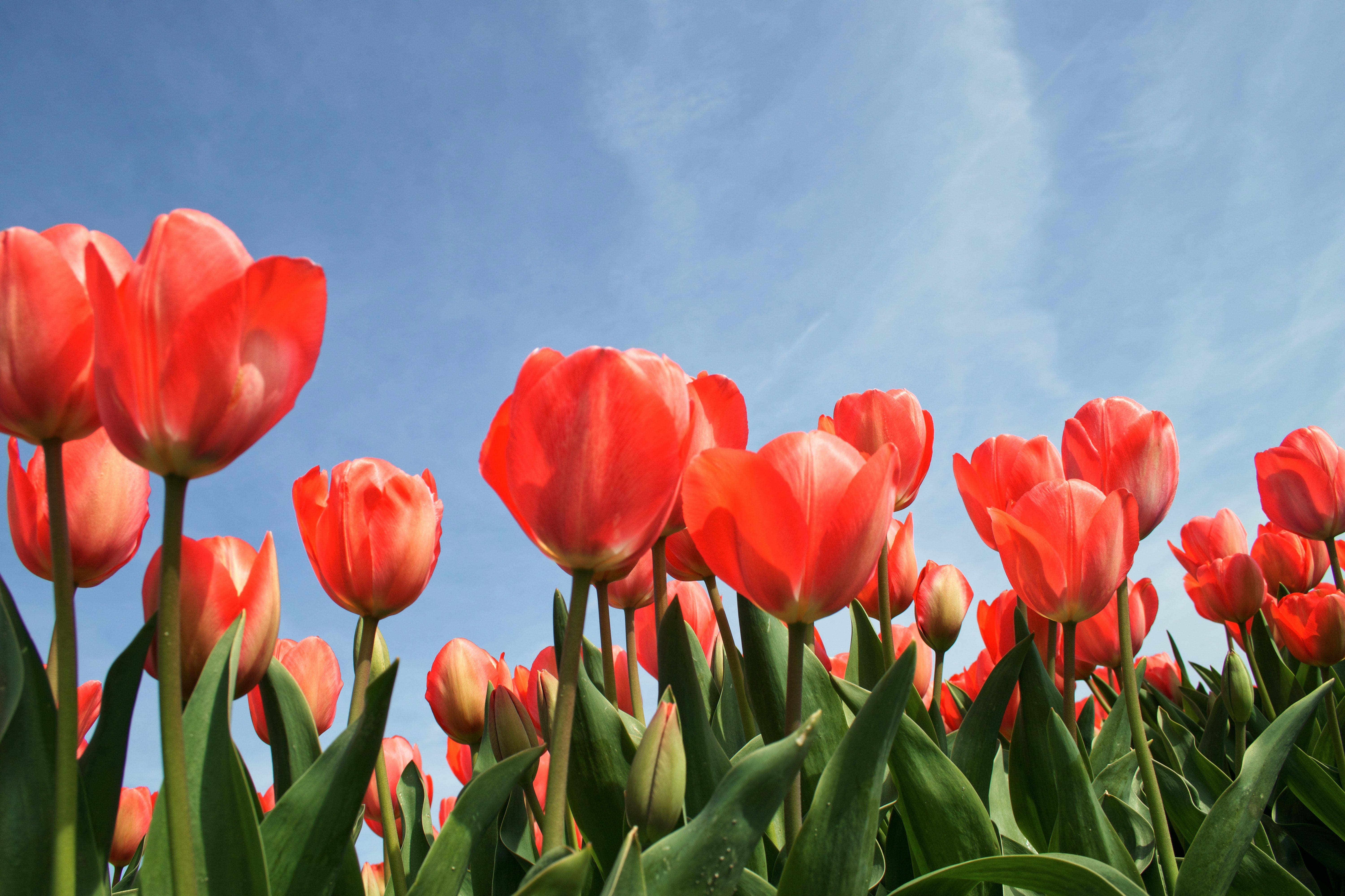 Flowers and sky