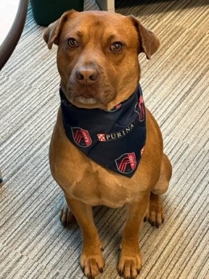 Dog sitting with Purina hankerchief on