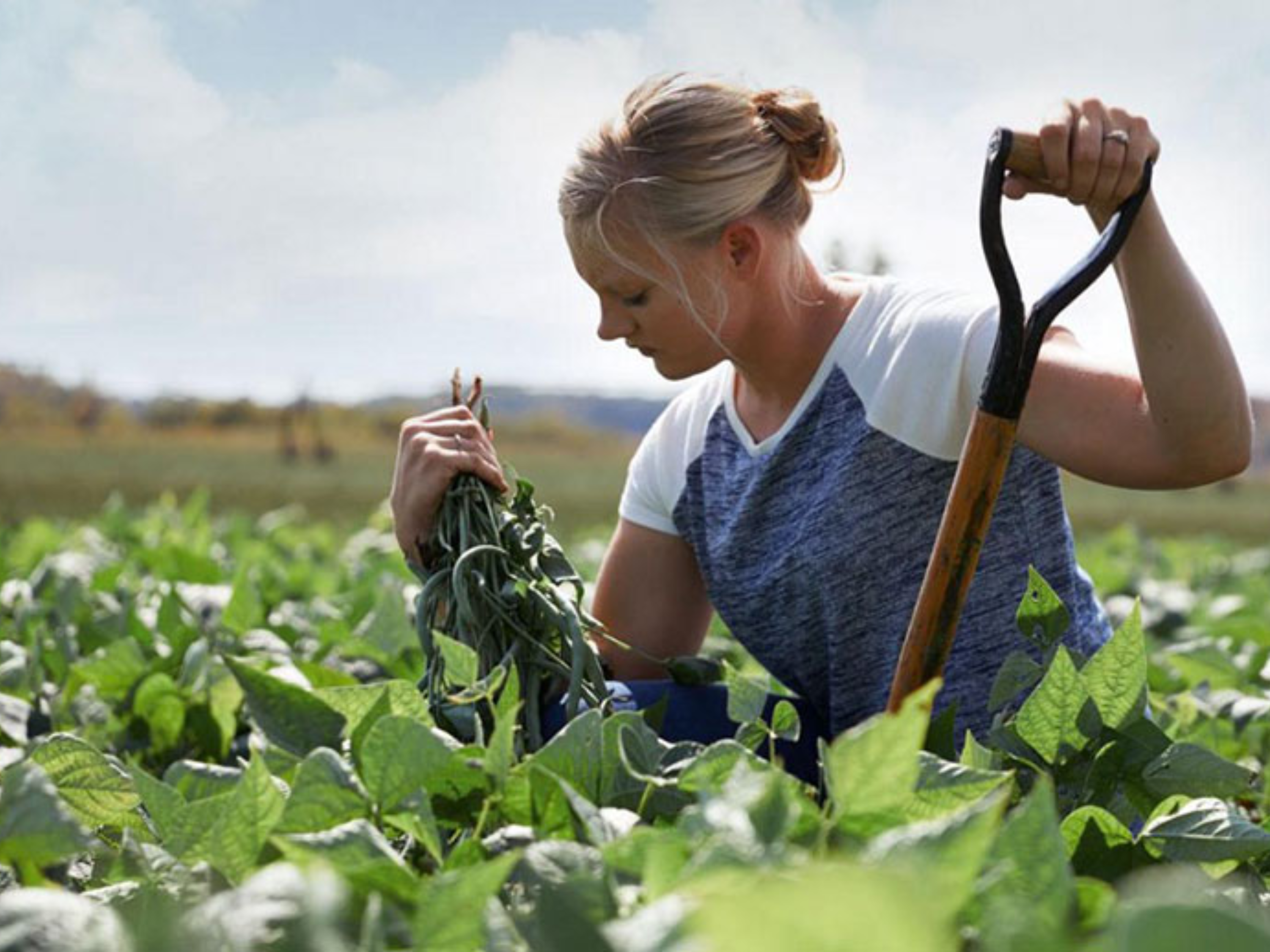 Nestle farmer sourcing crops