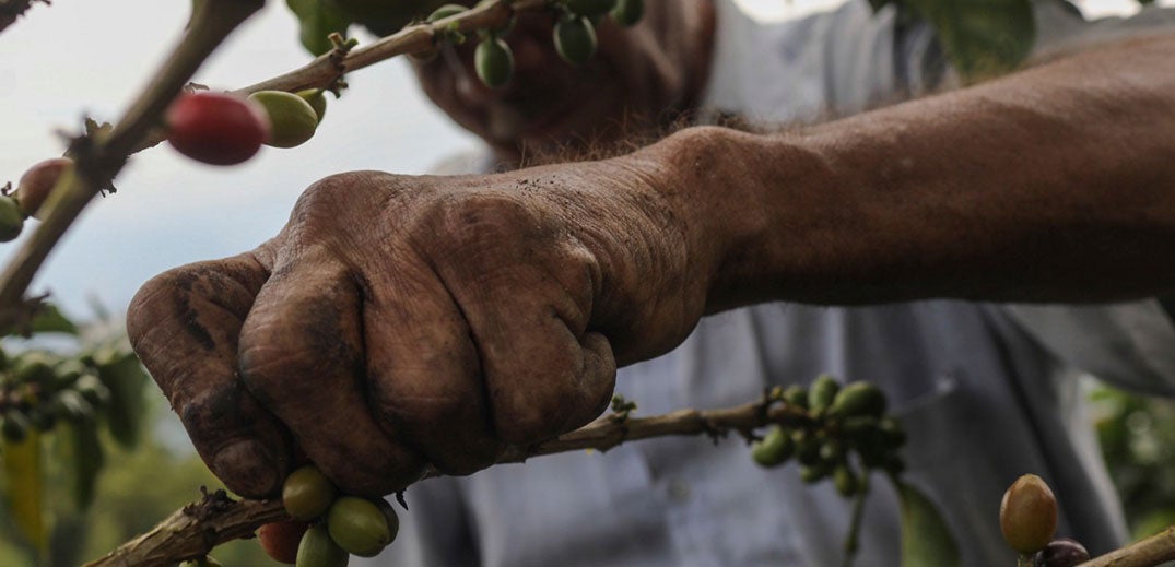 Farmer picking fruit