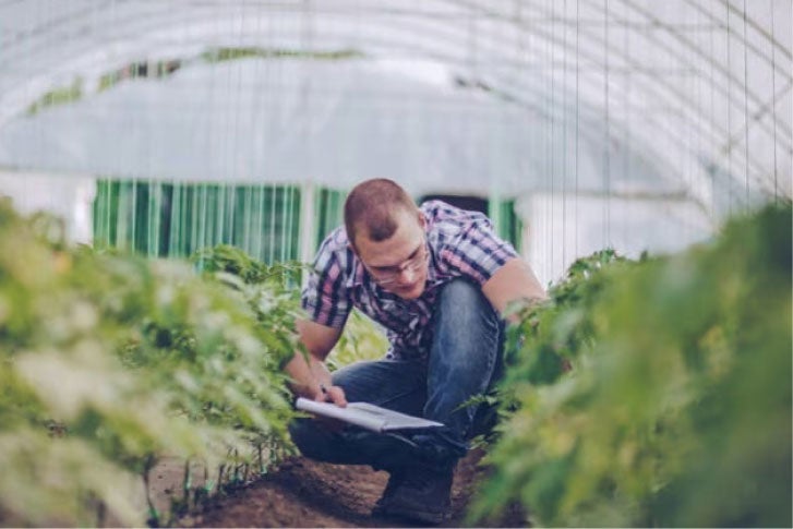 Employee working in a greenhouse