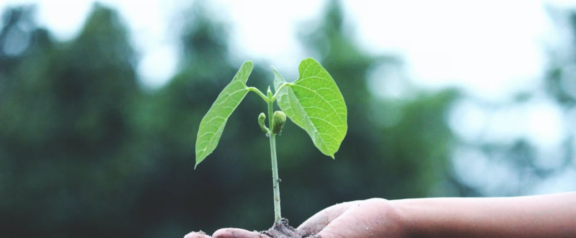 Plant in hand with earth