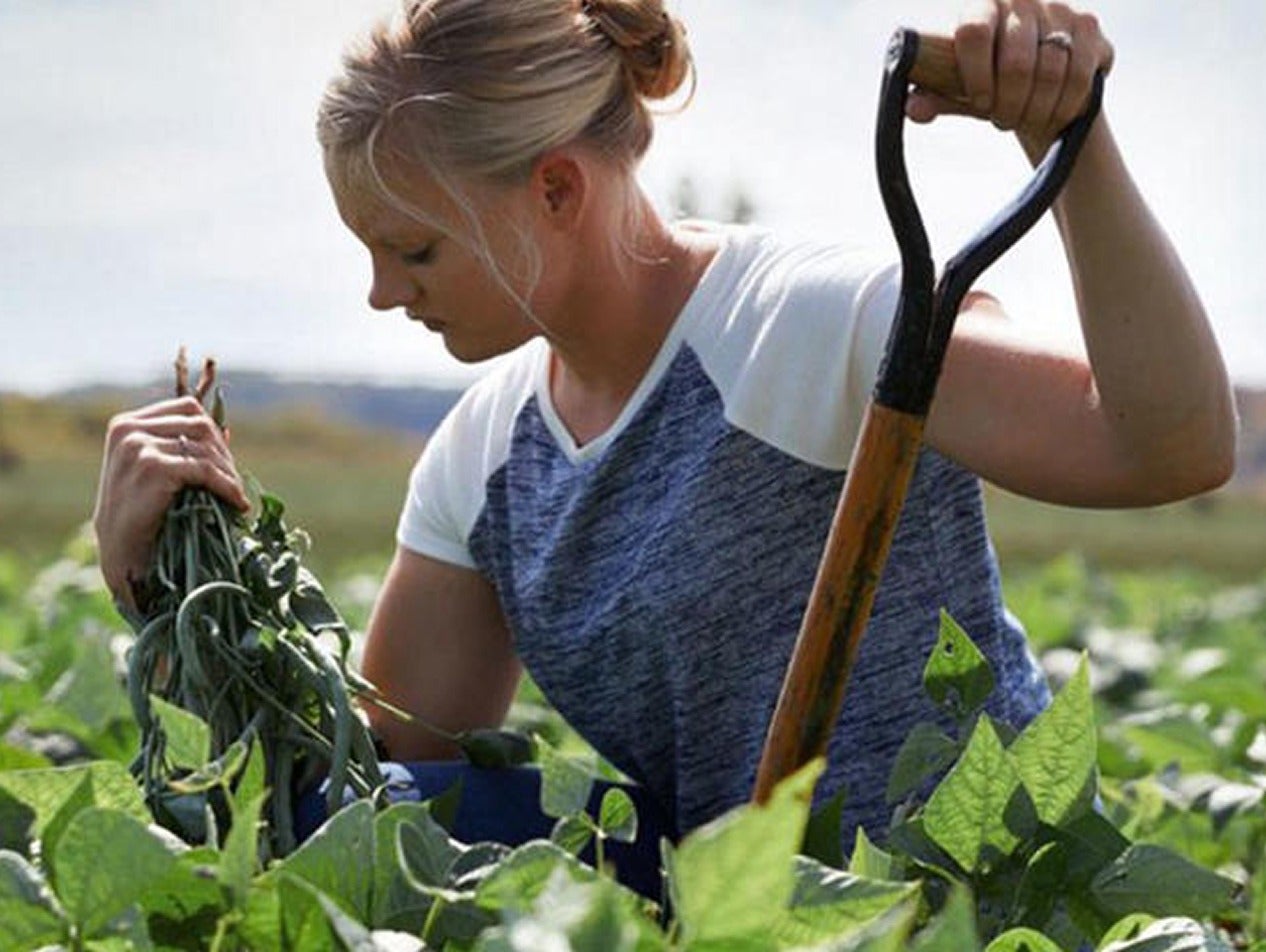 Woman harvesting plants in a field
