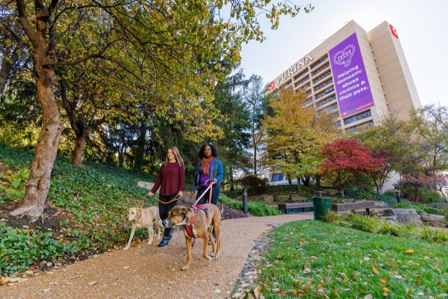 Associates walking dogs on the Nestlé Purina St. Louis campus