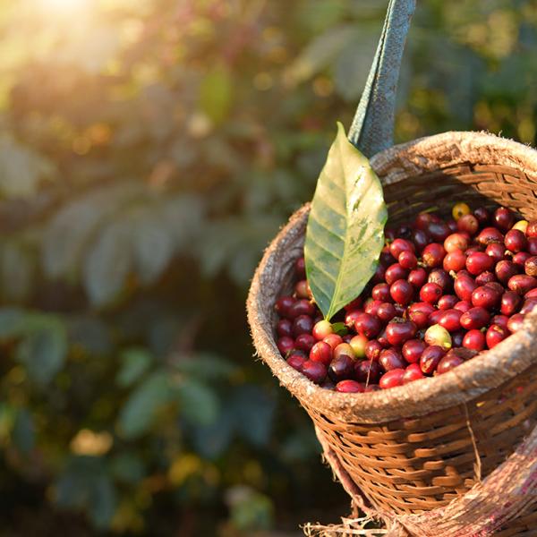 Bag of unroasted coffee beans