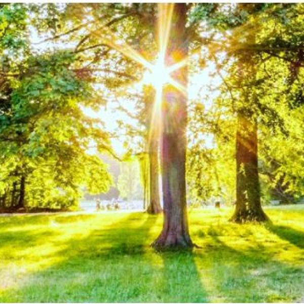 Park with sun shining through the trees