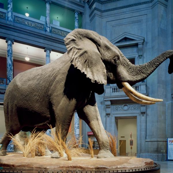temp elephant