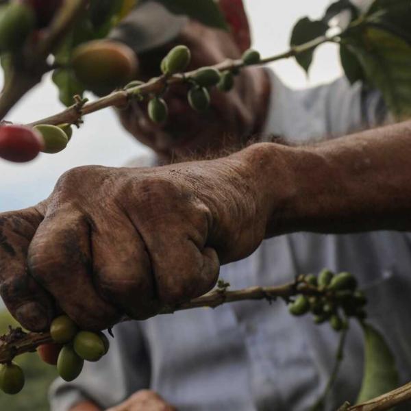 Coffee harvester picking coffee cherries