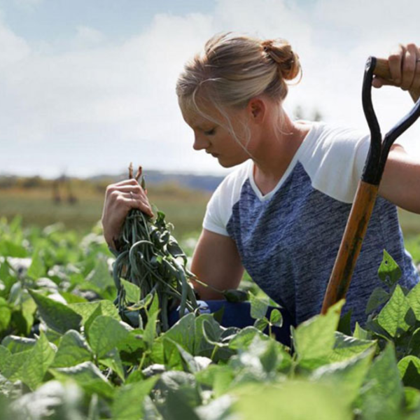 Nestle farmer sourcing crops