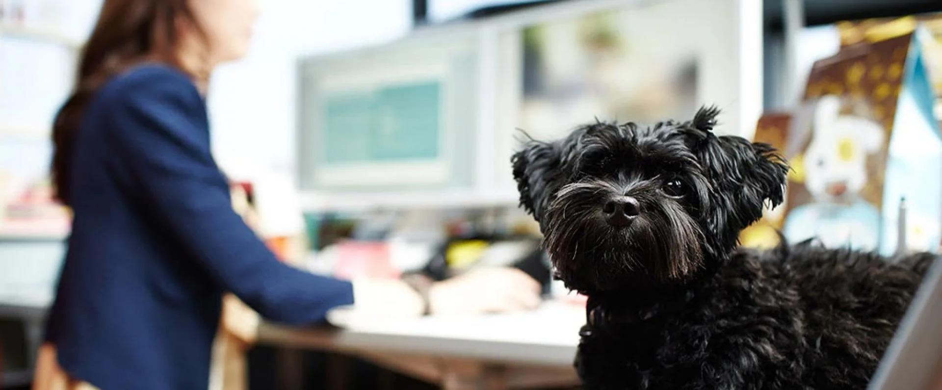 black puppy in the office